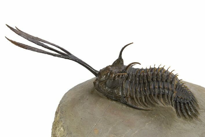 Trident Walliserops Trilobite - Exceptional Preparation #328606